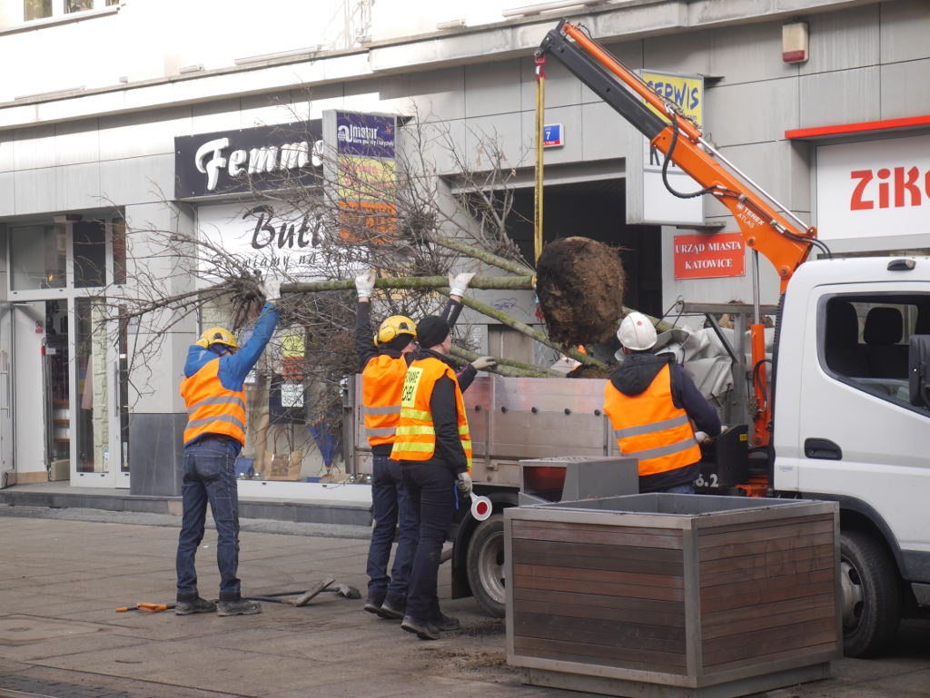 Rozpoczęła się wymiana drzew w centrum Katowic
