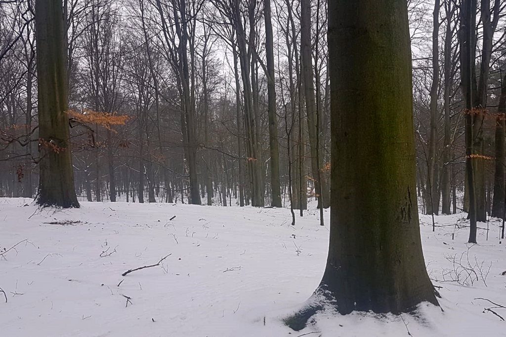 Dzień dobry Katowice. Leśnicy tłumaczą się z planu wycinki drzew w Murckach