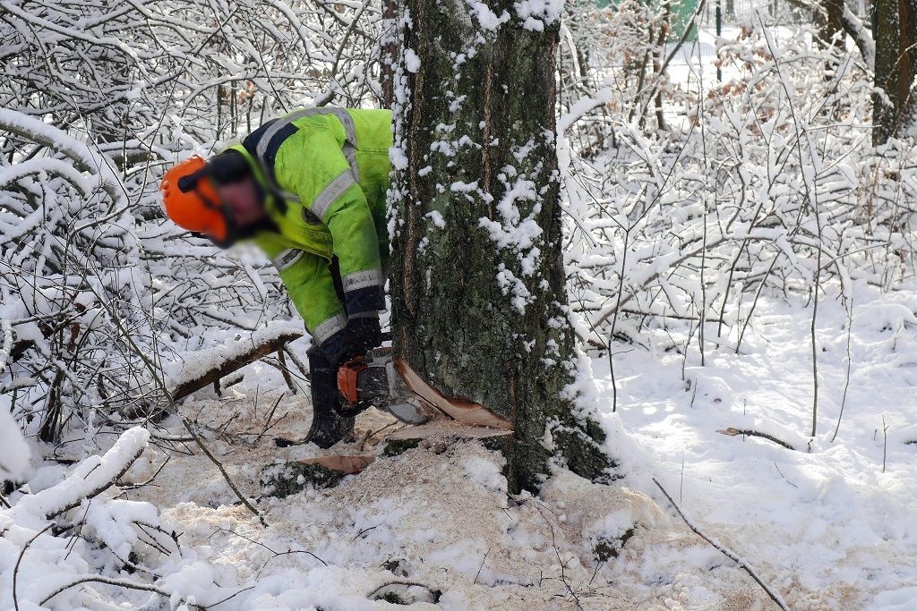 Szykuje się duża wycinka drzew w Katowicach. Leśnicy chcą usunąć 200-letnie buki