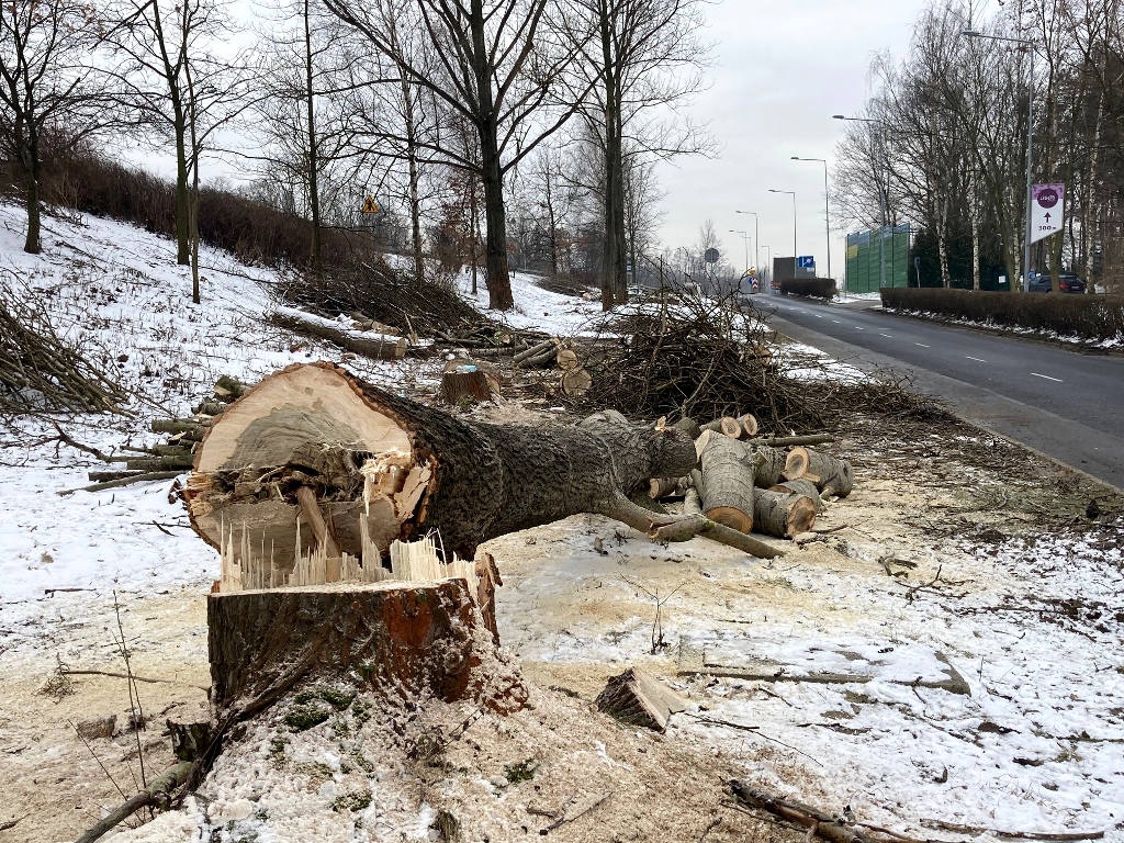 Miasto wycina drzewa, bo buduje zbiorniki retencyjne