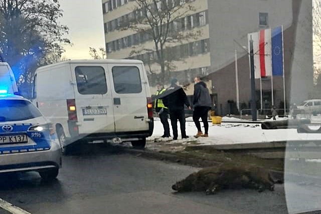 Dzik został potrącony na ul. Kościuszki. Kierowcy stali w korkach