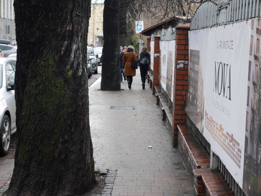 Dendrolog: Nie doszło do żadnego naruszenia statyki kasztanowców na ul. Raciborskiej. Drzewa nikomu nie zagrażały