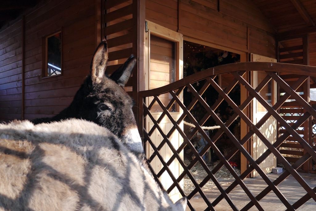 Zoo w Chorzowie otwarte w święta. Jest tam żywa szopka