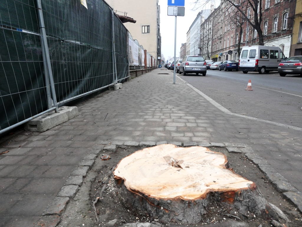 Kara za nielegalne wycięcie drzew na ul. Raciborskiej może wynieść maksymalnie około 40 tys. zł