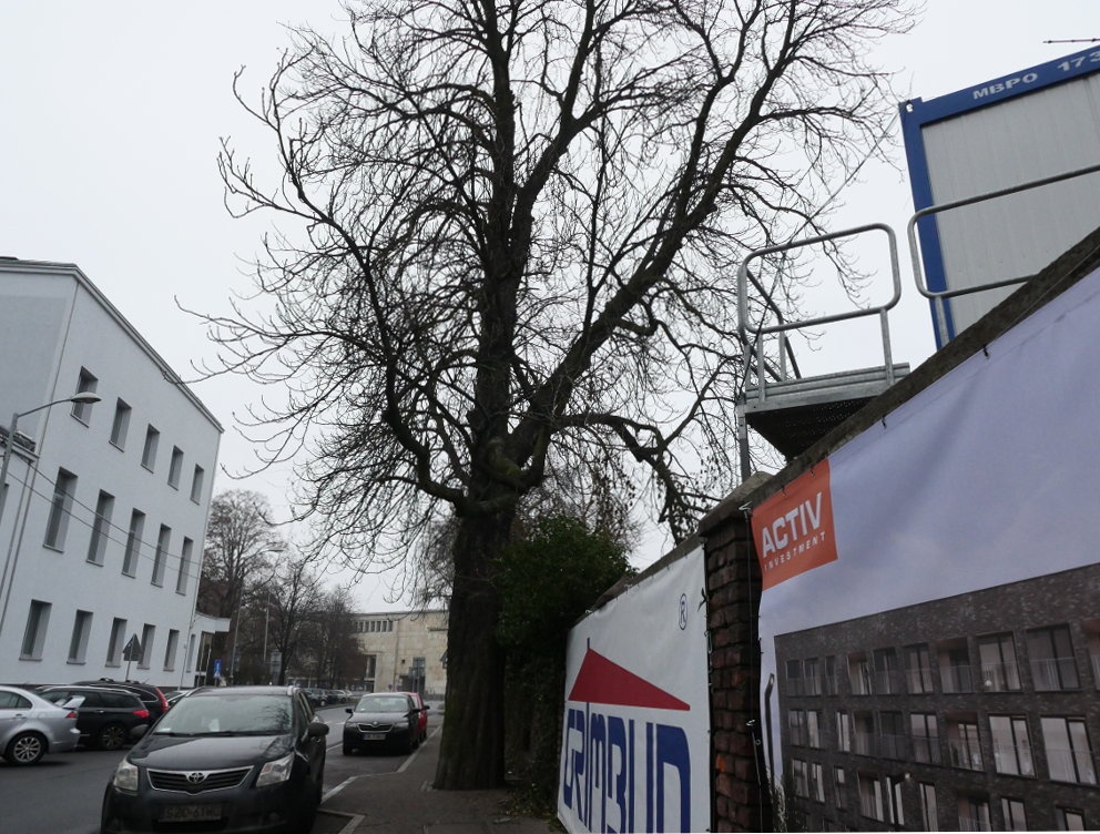 Dzień dobry Katowice. Nie milkną echa wycinki kasztanowców na ul. Raciborskiej