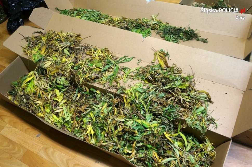 W domu jednorodzinnym w Katowicach miał plantację konopi indyjskich. Został namierzony
