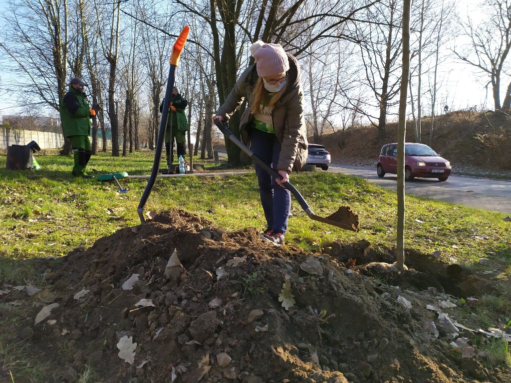 Rozpoczęło się sadzenie drzew w drugiej edycji akcji wCOP drzewo