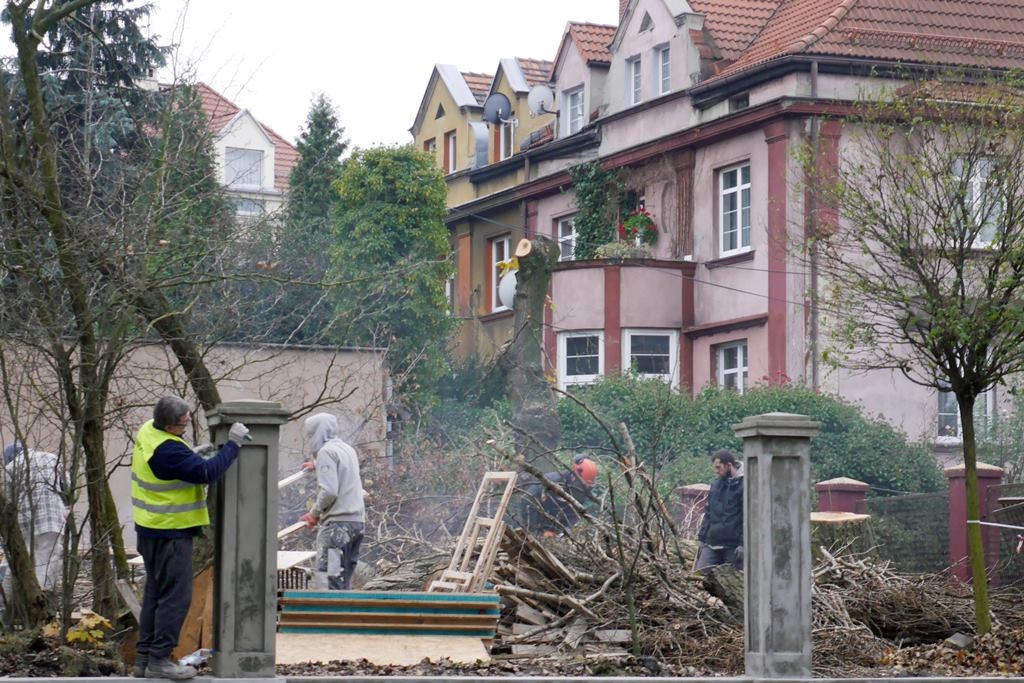 Wycinka drzew w centrum Katowic. Mieszkańcy są oburzeni