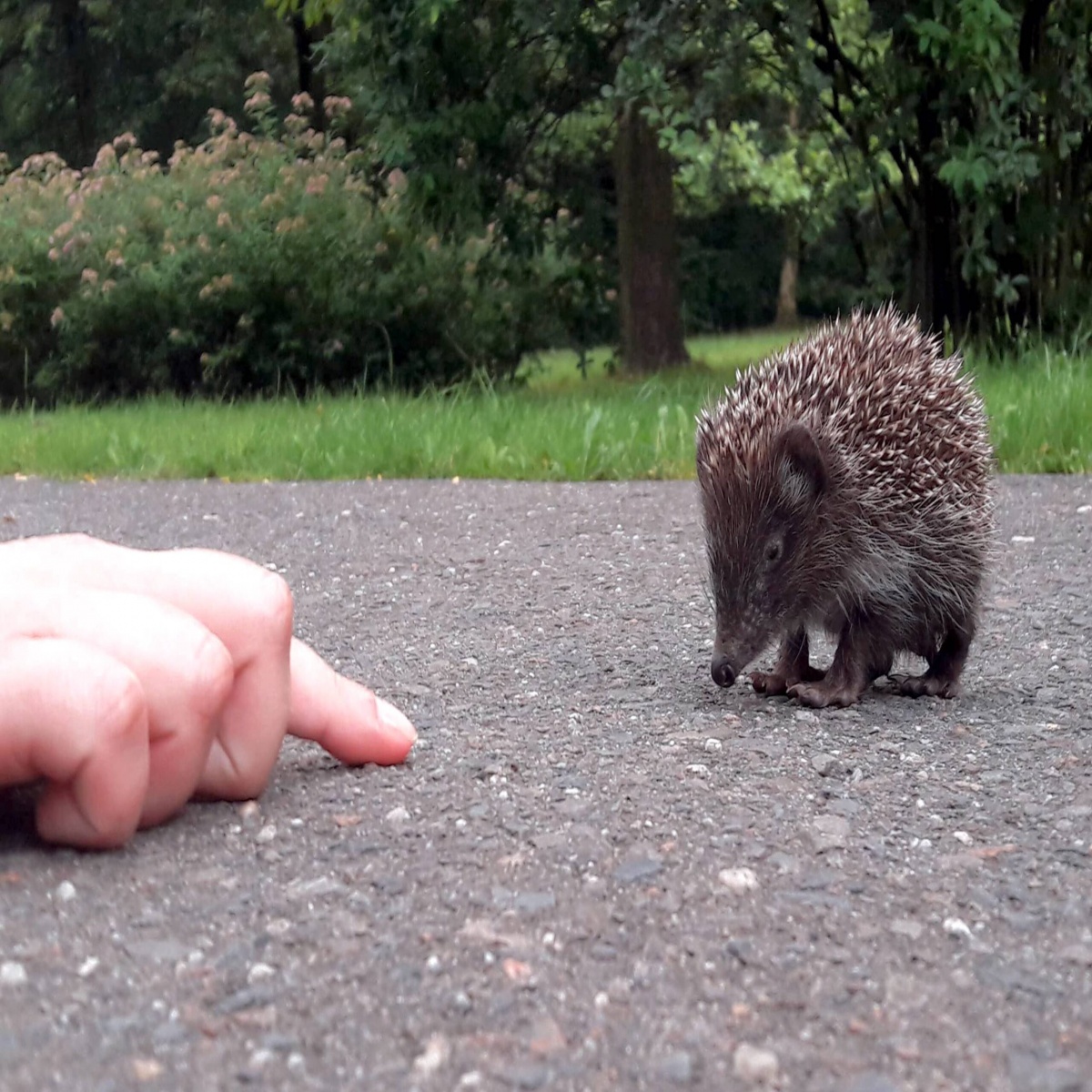 Mieszkańcy Katowic zaopiekują się jeżami. Pierwszy domek już stoi