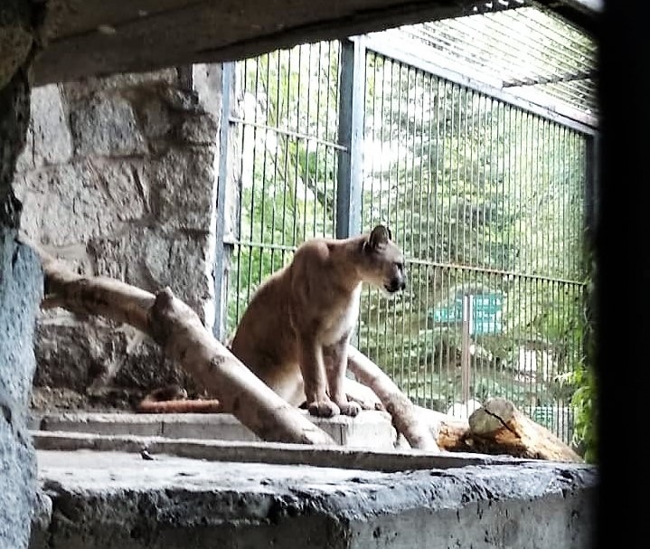 Puma Nubia trafiła do chorzowskiego zoo, a jej właściciel na przesłuchanie