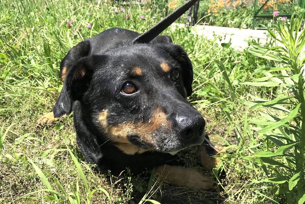 Psy ze schroniska w Radysach przyjechały do Katowic. Mają trafić do adopcji [ZDJĘCIA]