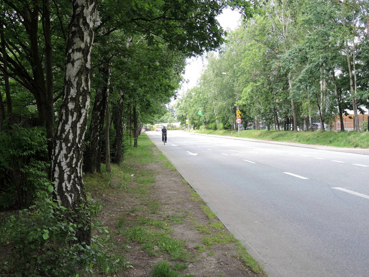 Mieszkańcy sprzeciwiają się wycince drzew pod drogę rowerową