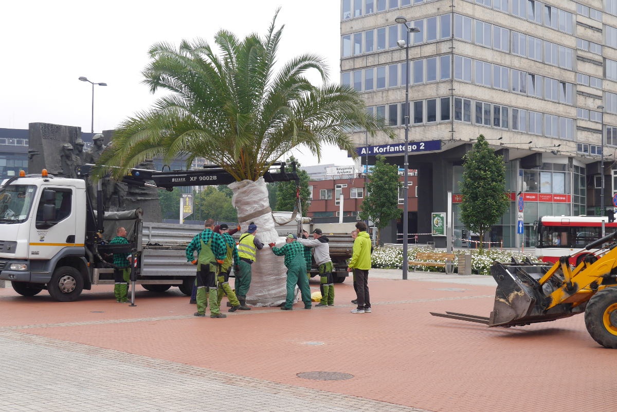 Palmy wróciły na katowicki rynek