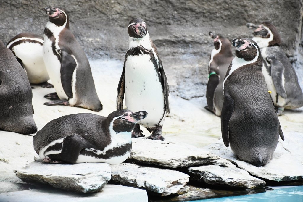 Otwiera się zoo w Chorzowie. Śląski Ogród Zoologiczny będzie miał limit gości