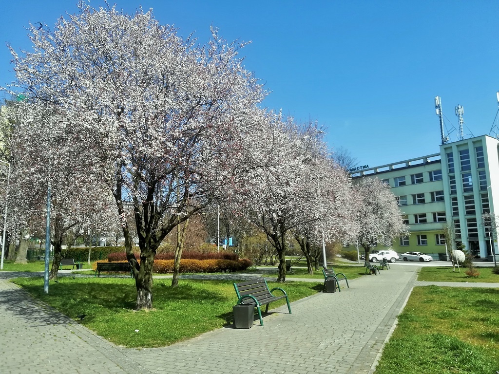 Dzień dobry Katowice. Od dzisiaj pierwszy etap znoszenia zakazów w kraju