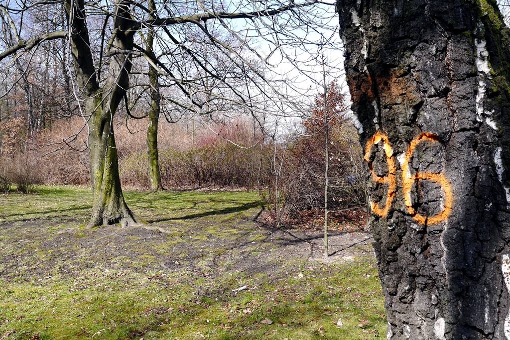 Ponad 100 drzew w Parku Kościuszki zostanie wyciętych