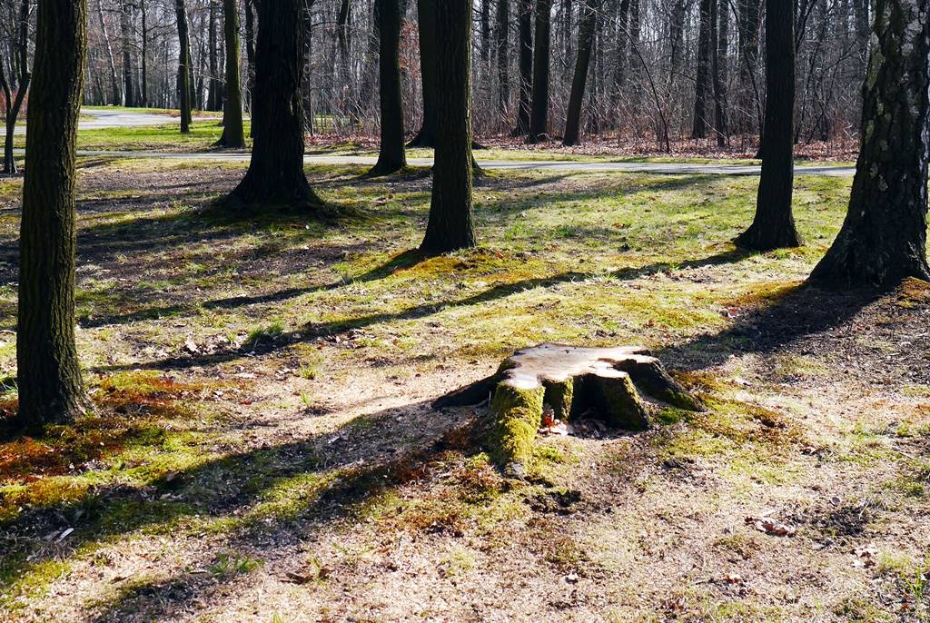 Dzień dobry Katowice. Trwa wycinka drzew w Parku Kościuszki