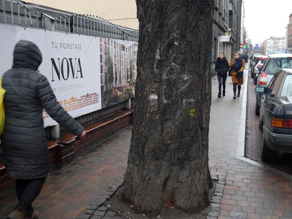 Czy stuletnie kasztanowce z ul. Raciborskiej zostaną wycięte? Decyzja w tej sprawie jeszcze nie zapadła