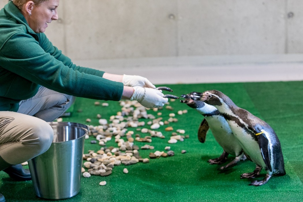 Pingwiny powróciły do chorzowskiego zoo. Przyjechały ze Słowacji