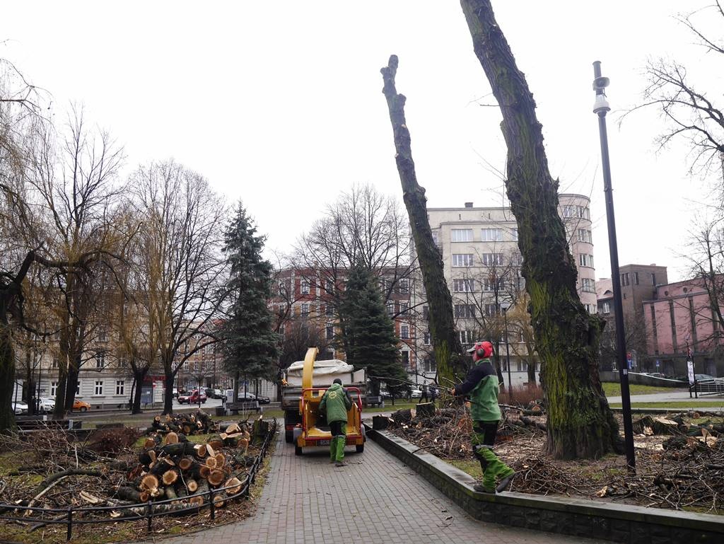 Miasto wycina drzewa na pl. Andrzeja. W zamian posadzi inne