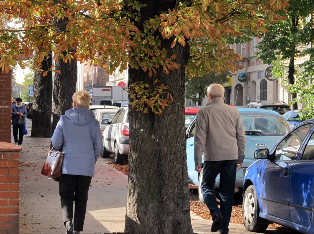 Trwa walka o zachowanie stuletnich kasztanowców w centrum Katowic