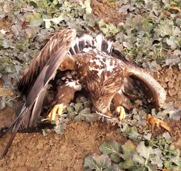 Ktoś truje orły bieliki. Leśnicy próbują je ratować