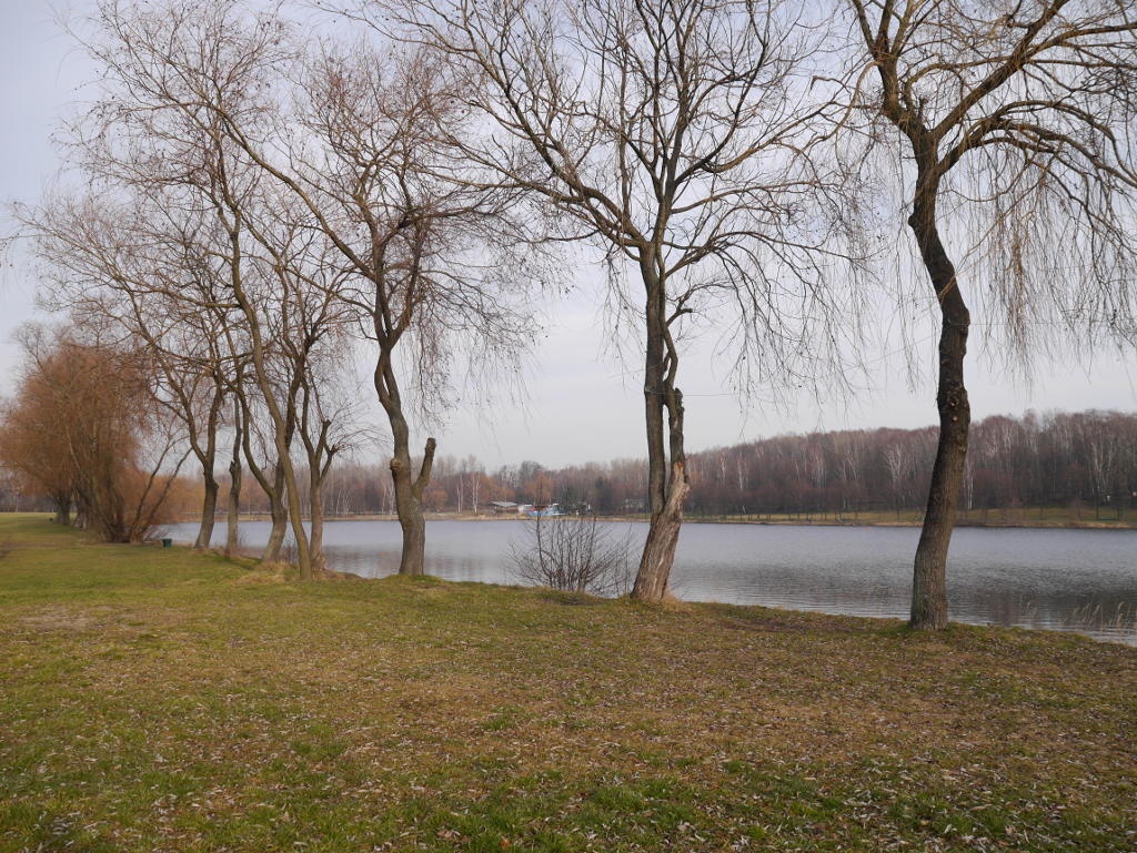 Miasto wytnie drzewa przy stawie na Dolinie Trzech Stawów. Są chore