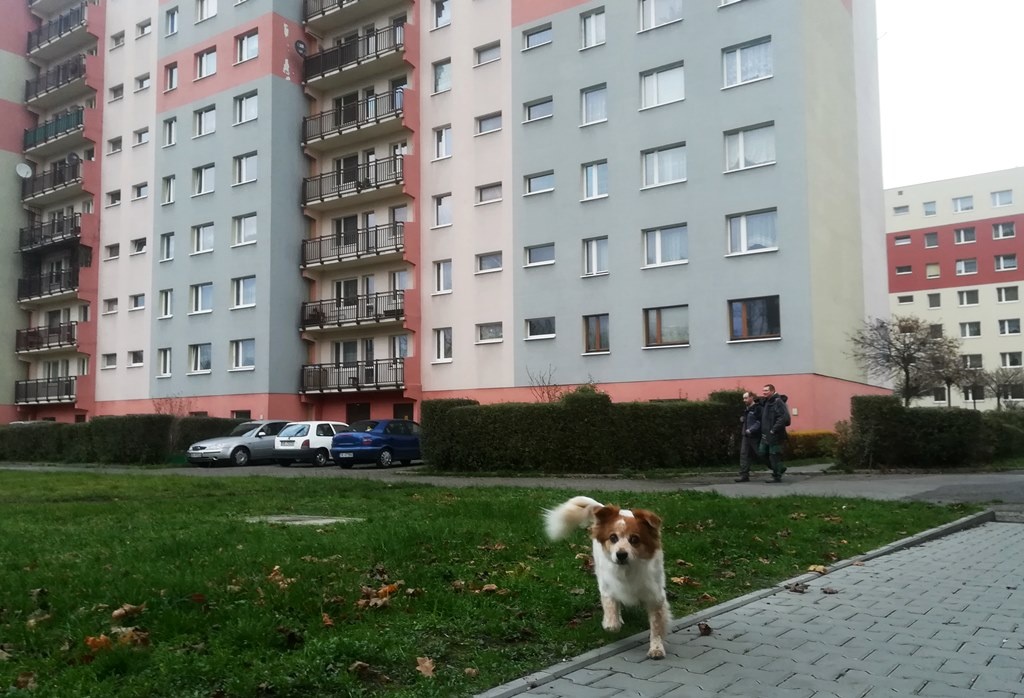 Ktoś strzelił do psa. Mieszkanka Bogucic ostrzega