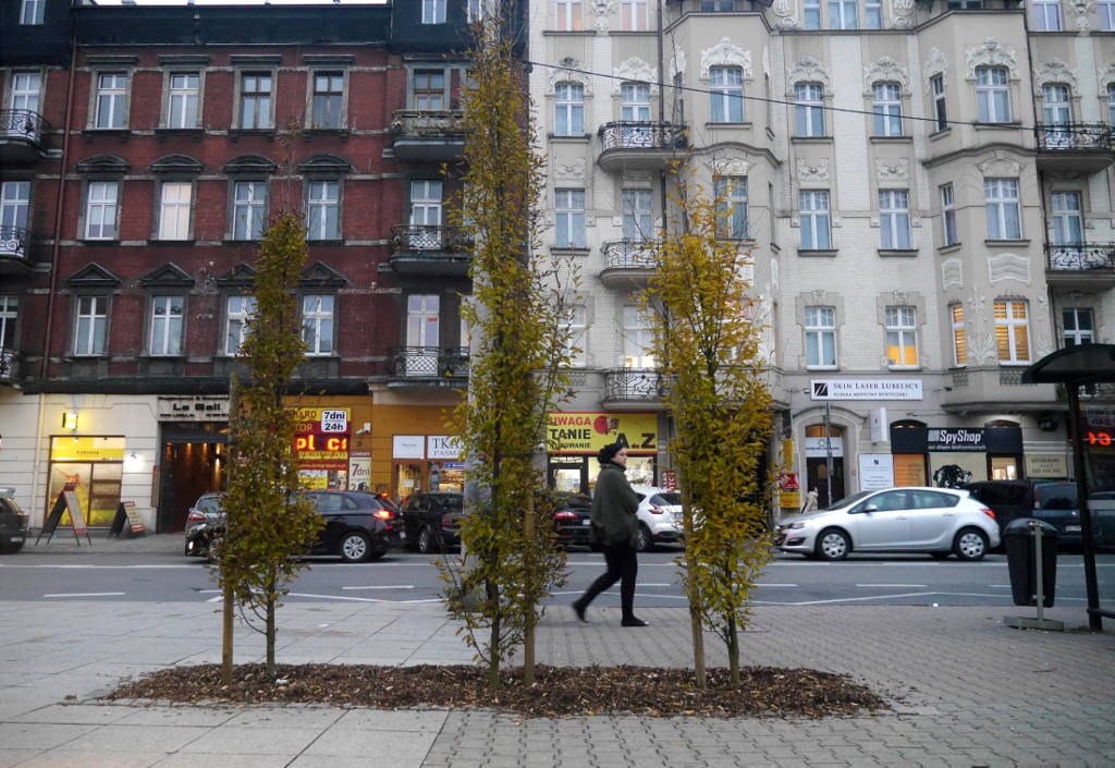 Mieszkaniec poprosił o naprawienie chodnika. Miasto posadziło drzewa