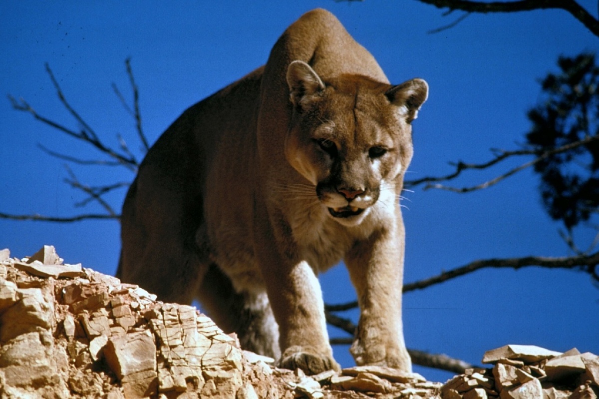 Puma w woj. śląskim. Jest ostrzeżenie władz