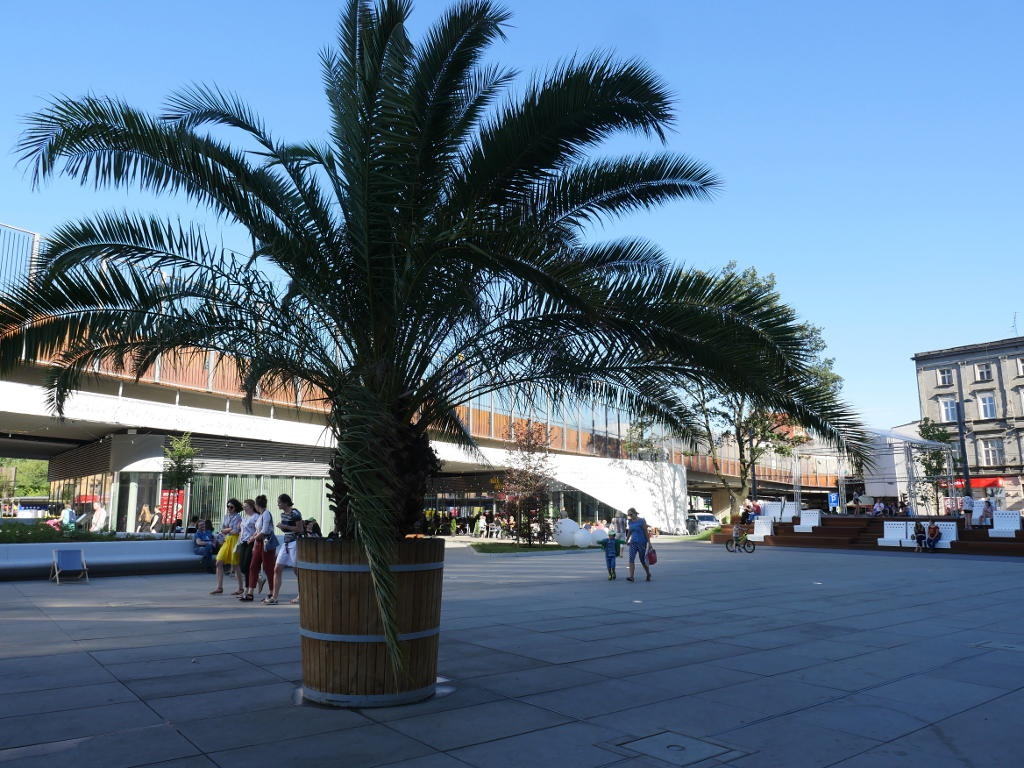 Palmy z Chorzowa trafią na zimę do Katowic