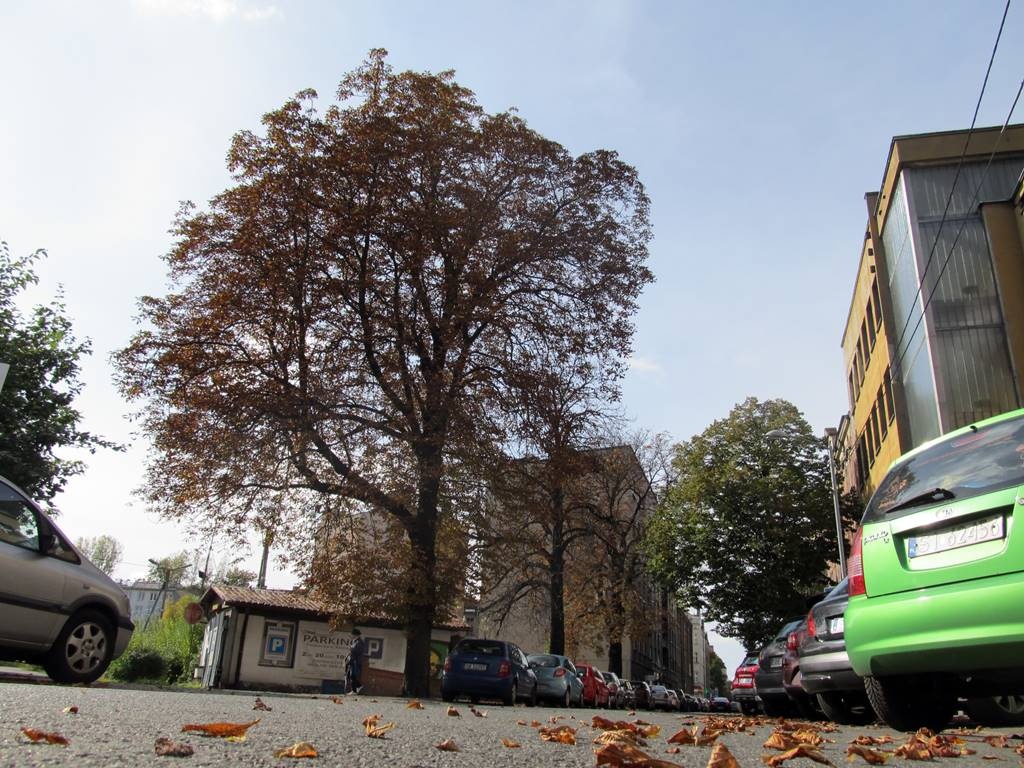 Miasto zgodziło się na wycięcie stuletnich kasztanowców w centrum Katowic, ale teraz chce swój błąd naprawić