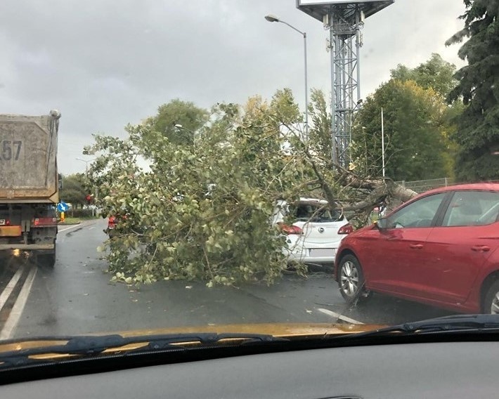 Drzewo spadło na auto w Szopienicach. Z powodu wichury strażacy interweniowali ponad 50 razy