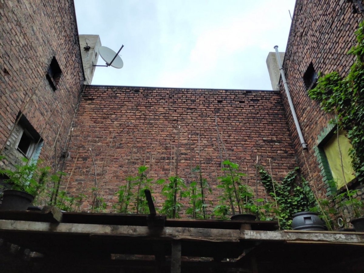 Plantacja marihuany na pl. Alfreda [WIDEO]