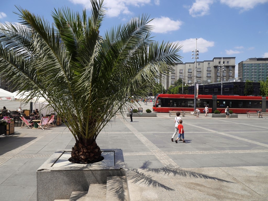 Nowe palmy na katowickim Rynku