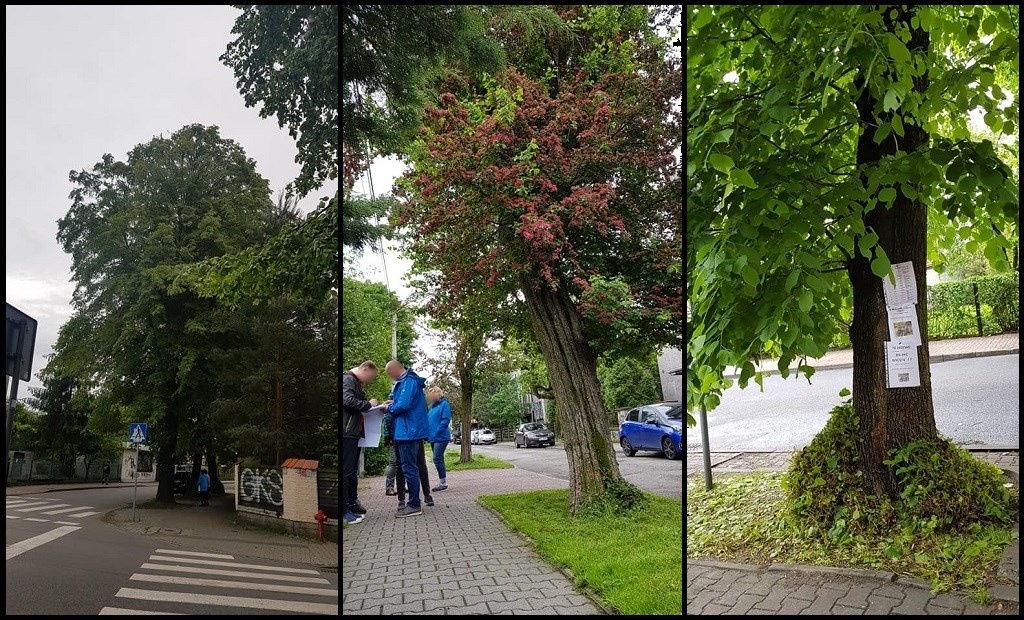Stare drzewa miały zostać wycięte, ale zareagowali mieszkańcy Ligoty