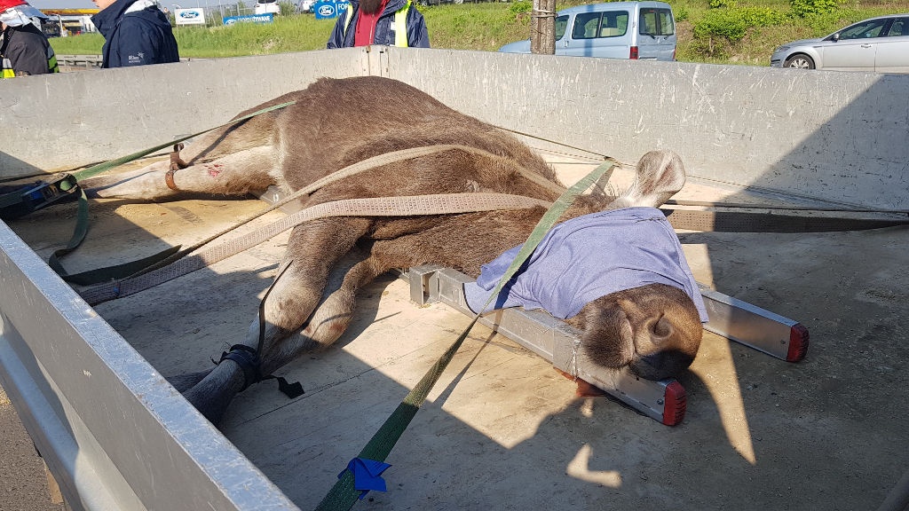 Łoś na drodze z Katowic do Dąbrowy Górniczej. Został uśpiony i wywieziony do lasu