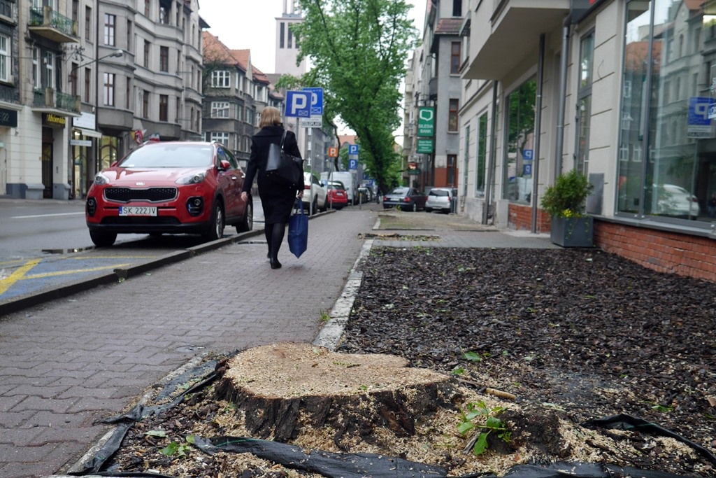 Inwestor wyciął drzewa w centrum Katowic. Posadzi inne