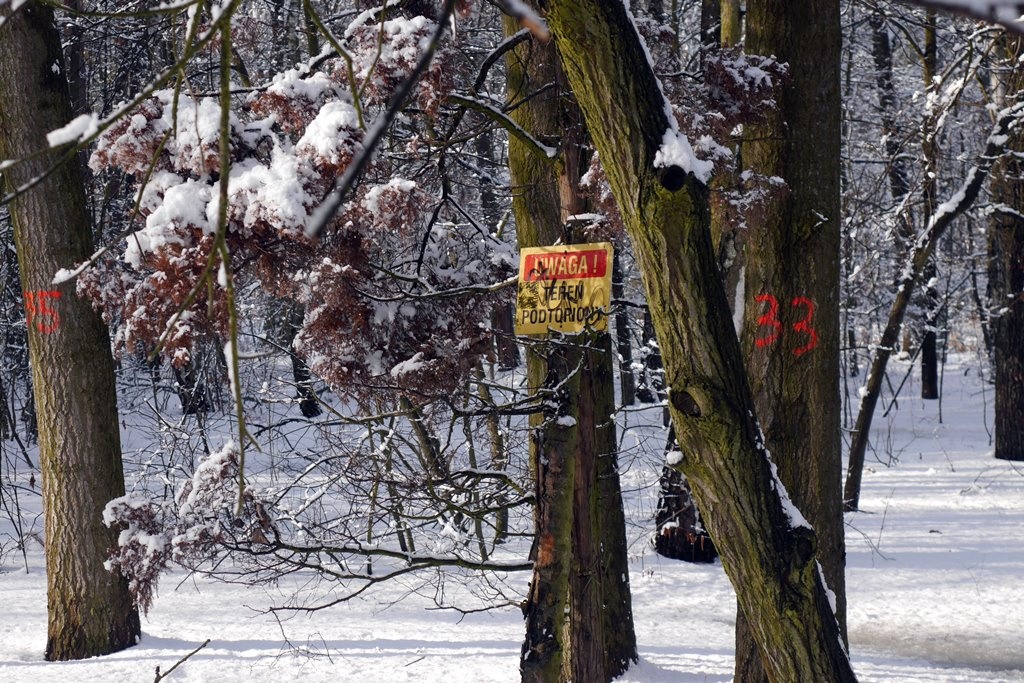 Kolejne drzewa w Dolinie Trzech Stawów do wycinki