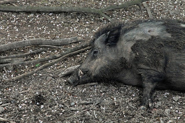 Polski Związek Łowiecki: informacje o odstrzale dzików są nieprawdziwe