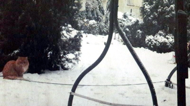 Właścicielka kota przywiązanego do huśtawki ma pretensje do straży miejskiej
