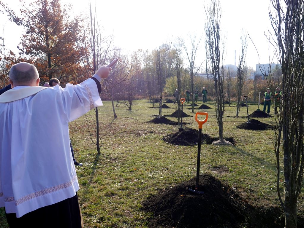 Sto nowych dębów na os. Tysiąclecia