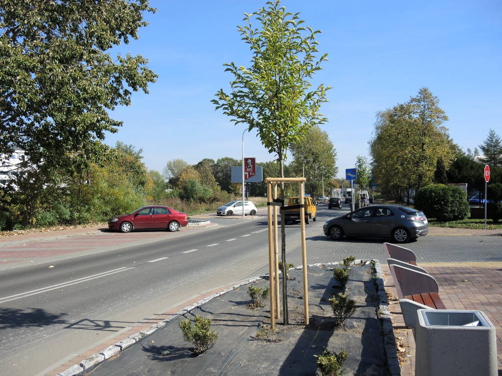 Miasto naprawiło swój błąd i przy nowych parkingach pojawiły się drzewa