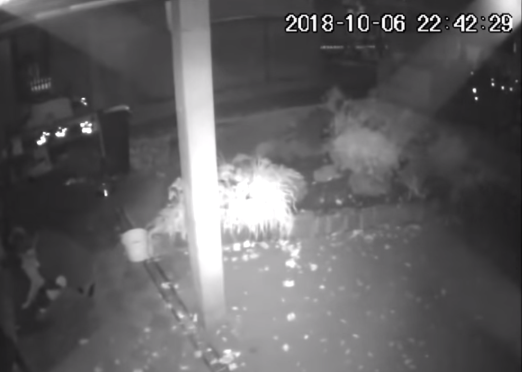 Chciał zgwałcić psa. Został zatrzymany przez policję