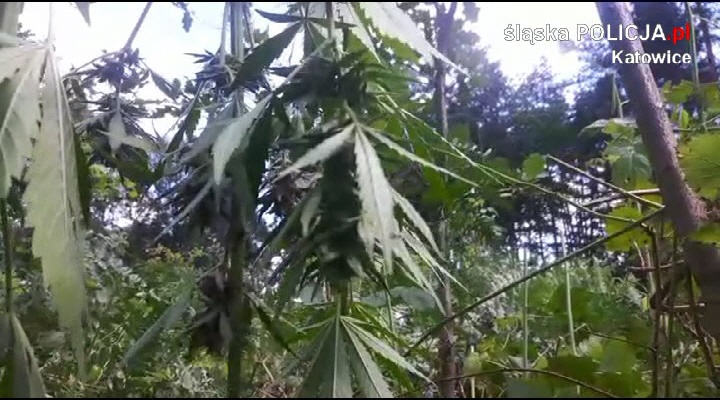 Ktoś sadził i suszył marihuanę w lesie w Katowicach [WIDEO]