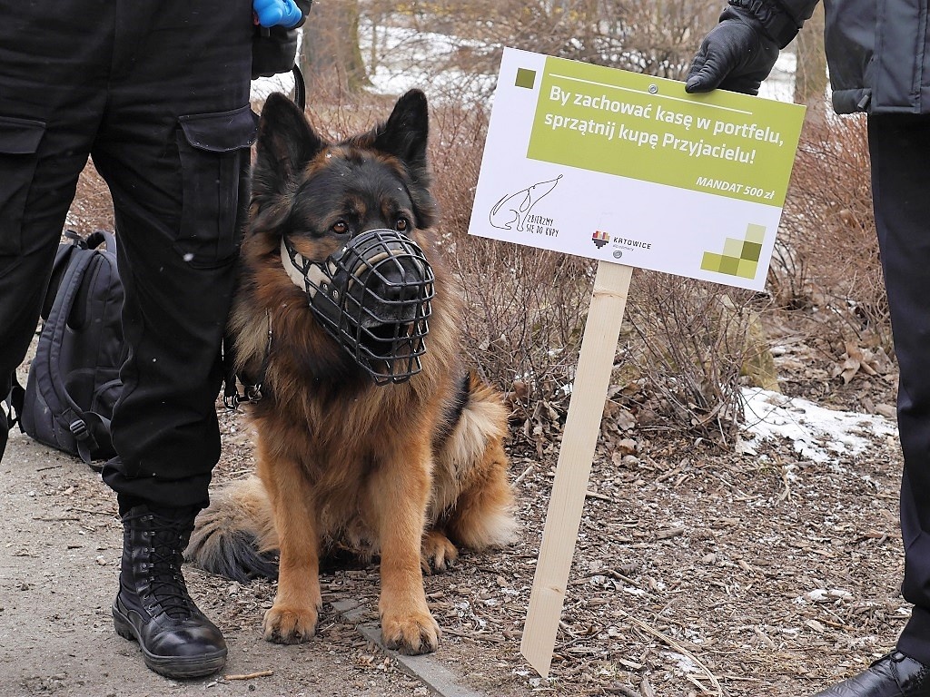 Psia kupa na ulicy i trawniku to wciąż duży problem w Katowicach