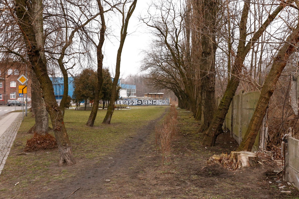Będzie więcej zieleni w Katowicach. Miasto wyda na to ponad 1 mln zł