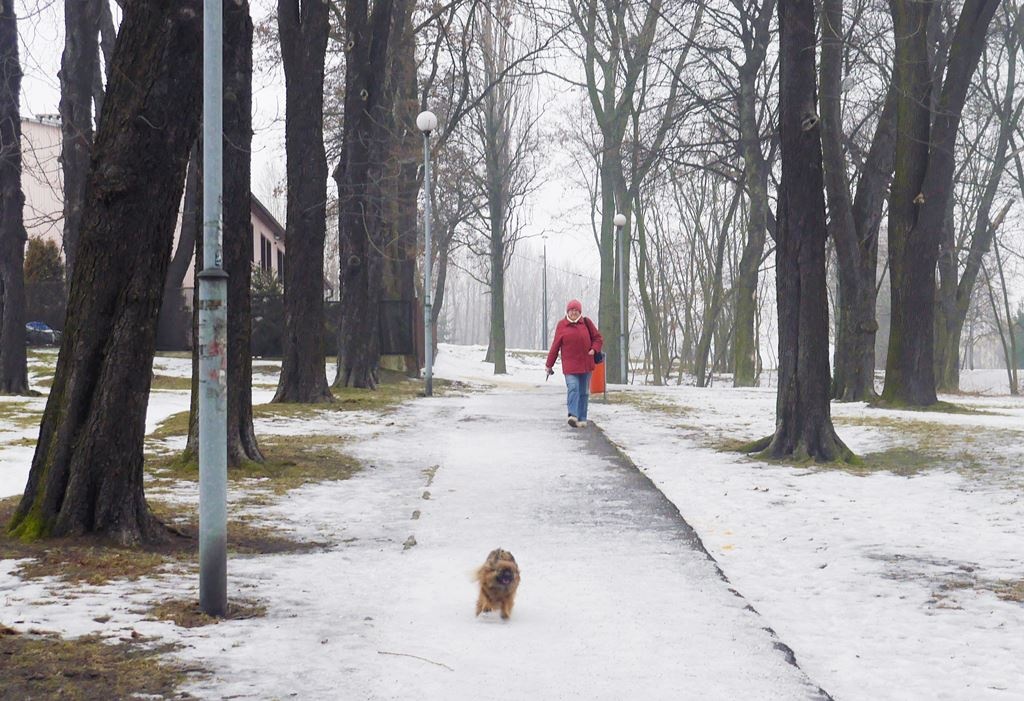 Dzień dobry Katowice. Miasto dostanie unijne pieniądze na rewitalizację parków