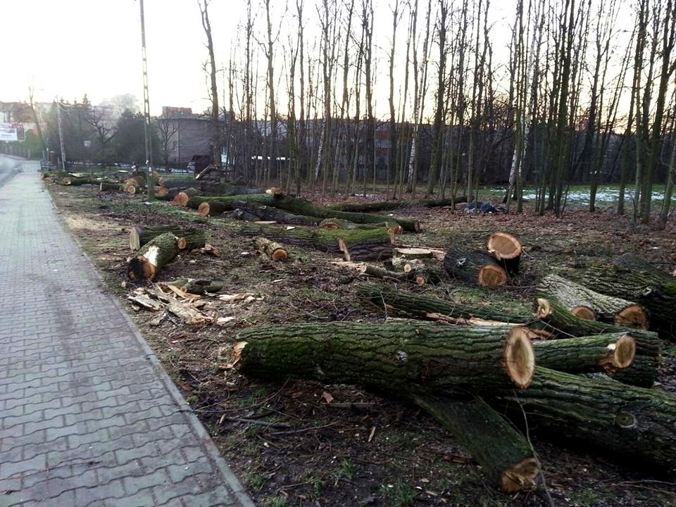 Mieszkańcy zaniepokojeni wycinką drzew. Miasto uspokaja
