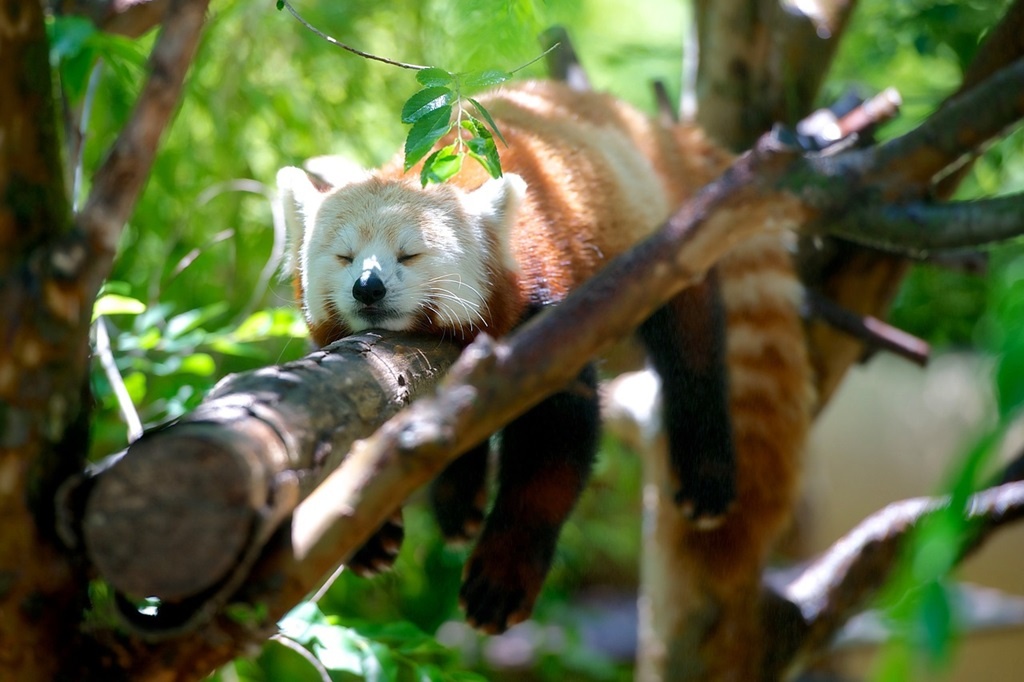 Zwierzęta w chorzowskim zoo przygotowują się do zimy